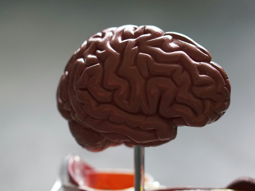 A photograph of a brown coloured model of a human brain
