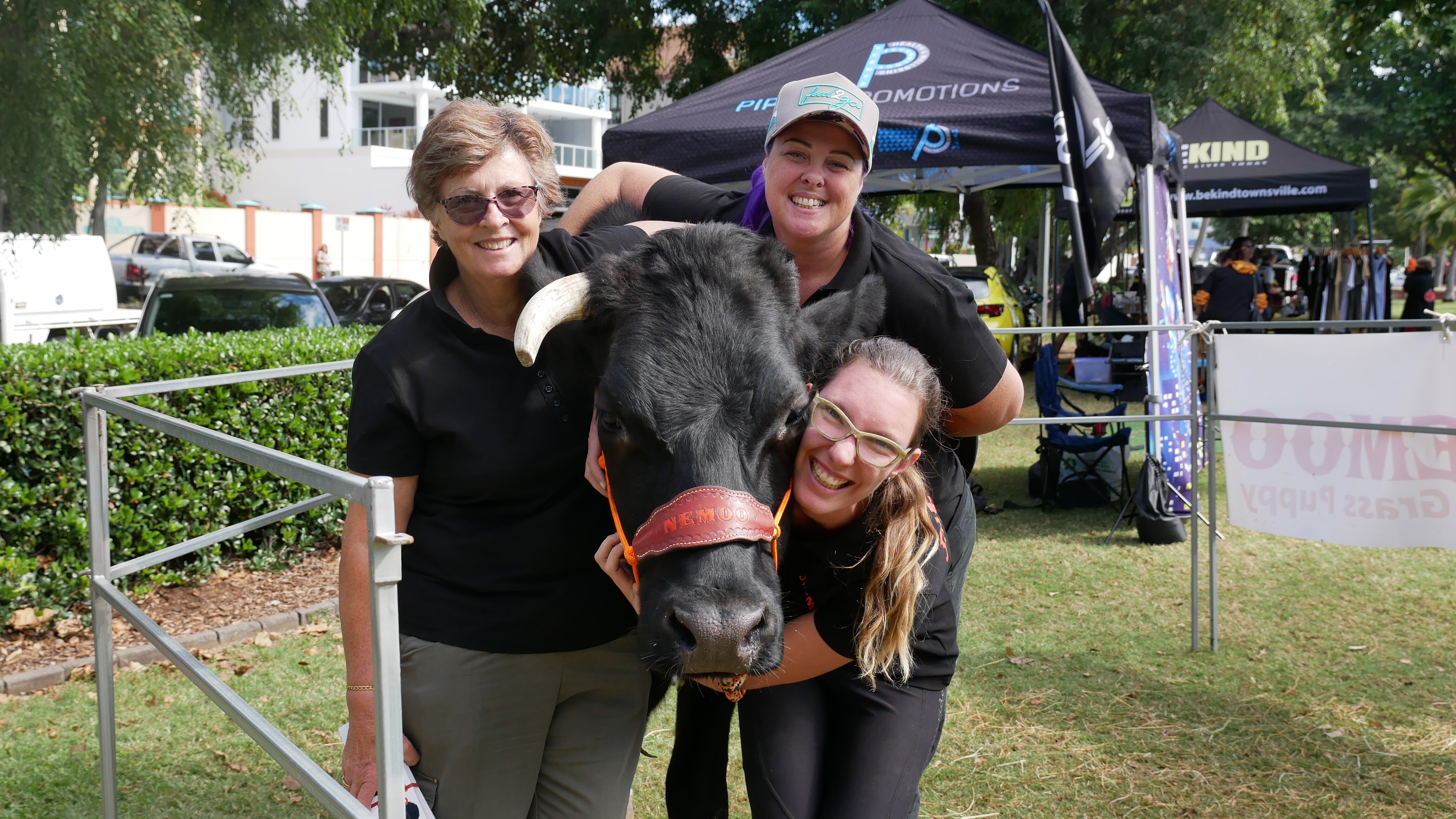 Nemoo The Therapy Steer Is Changing Lives One Hug At A Time Abc News