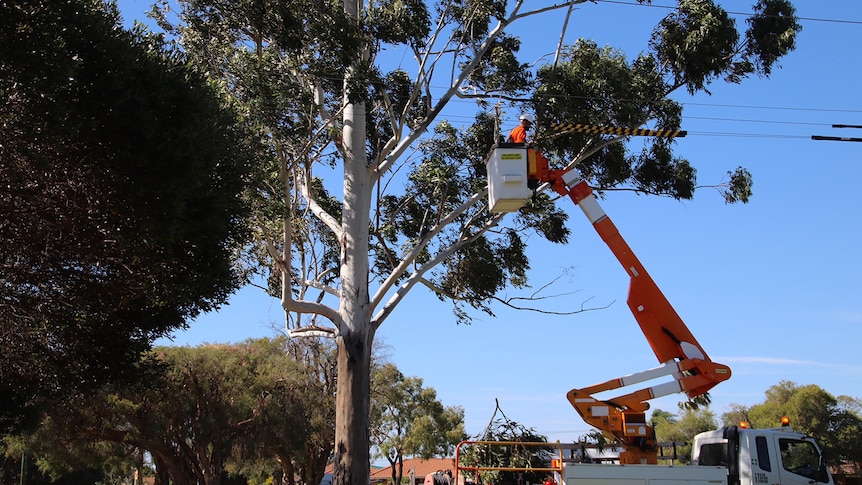 A Western Power worker in a cherry picker fixing a power line beside a huge gum tree.