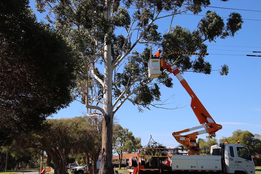 A Western Power worker in a cherry picker fixing a power line beside a huge gum tree.