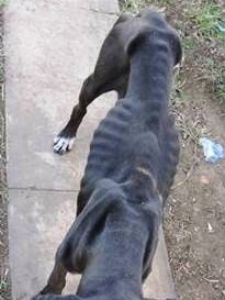 An emaciated dog seized from a property in the Upper Hunter.