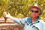 Mango farmer Paddy Fordham