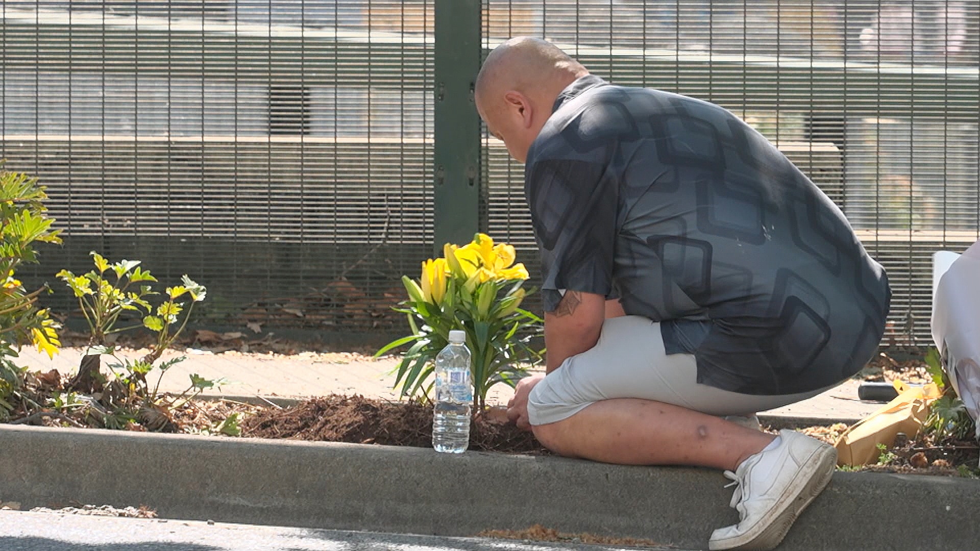 a man plants yellow flowers under a tree at the location where a police officer his daughter died in a crash