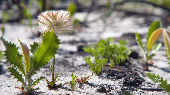 Seeds sprouting from sandy soil covered in ash.