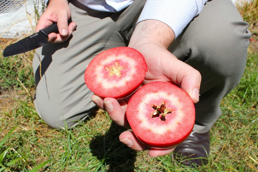 A man with a knife holds apple which has been sliced in half, the inside is a deep maroon
