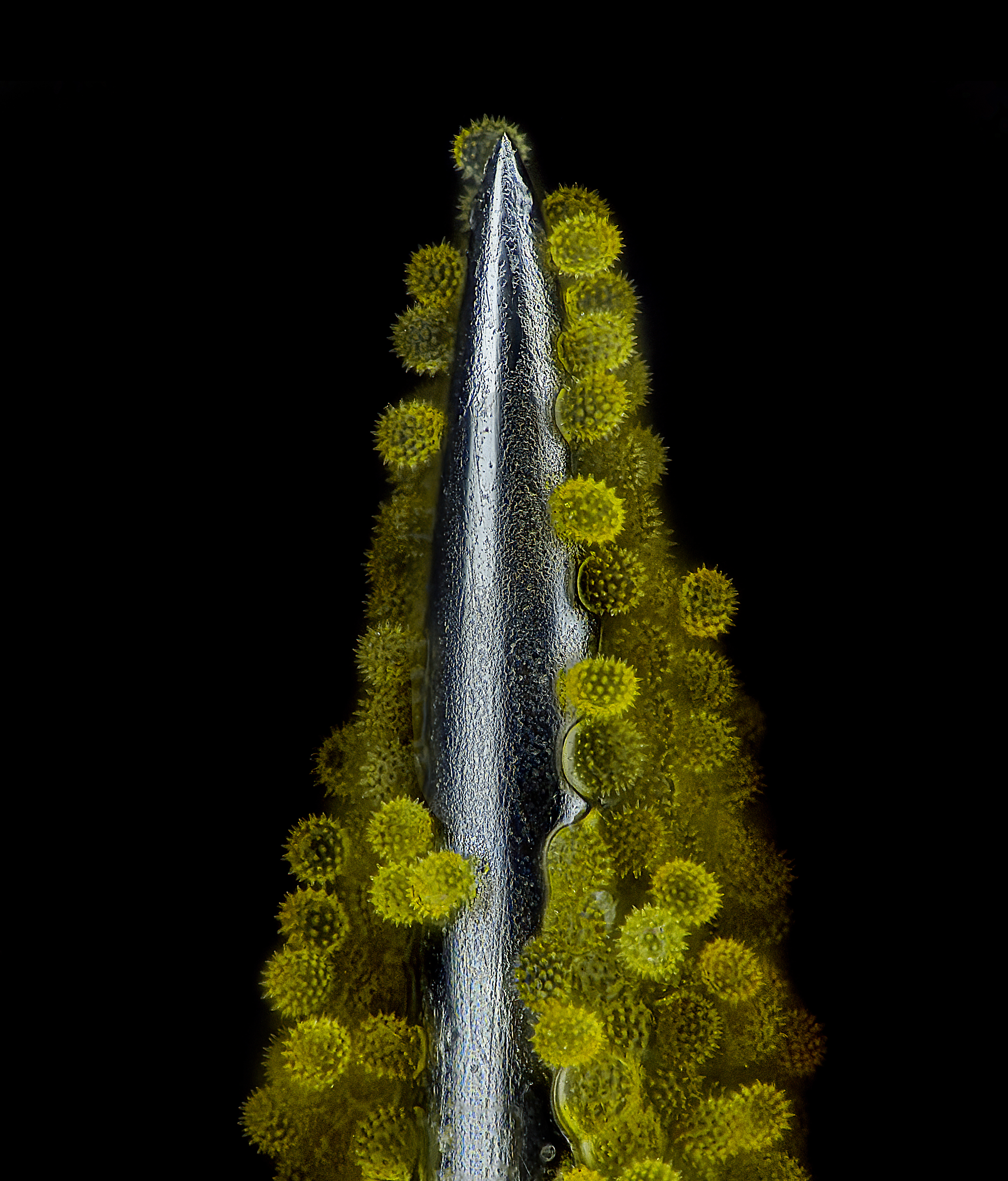 Yellow sunflower pollen on a grey needle