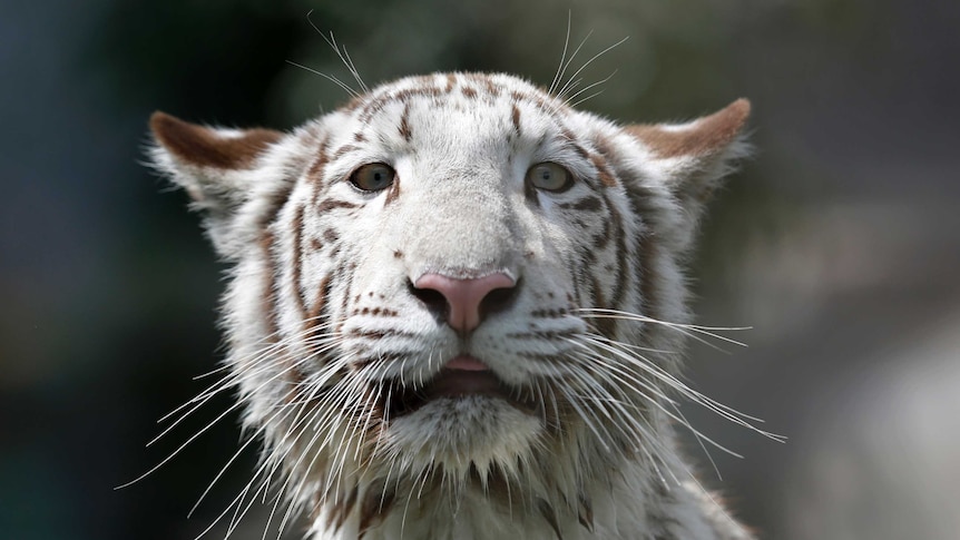 White Tiger