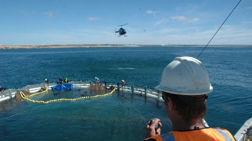 Southern bluefin tuna airlift