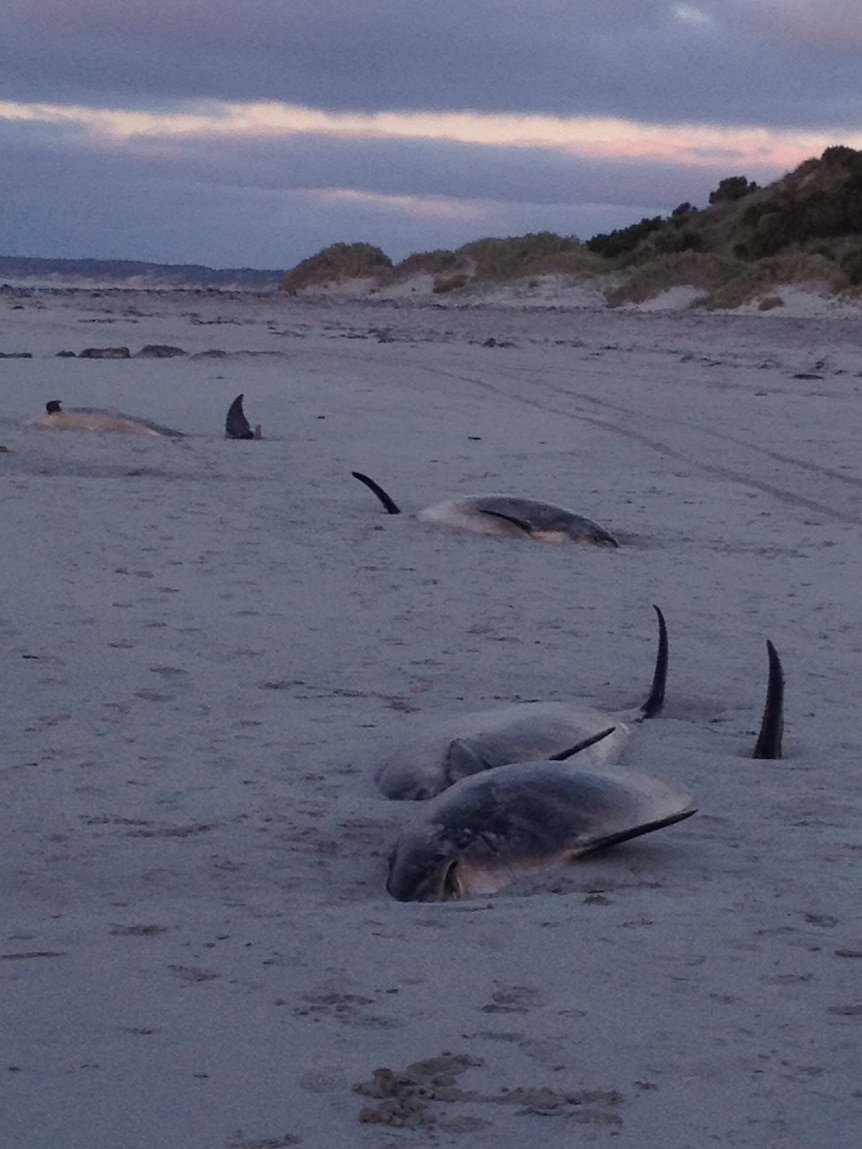 Deceased dolphins after stranding at King Island, Tasmania.