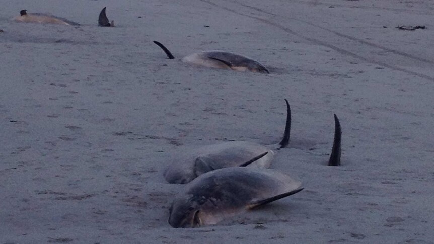 Deceased dolphins after stranding at King Island, Tasmania.