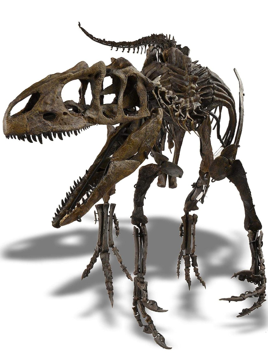 The mounted skeleton of a juvenile Allosaurus.