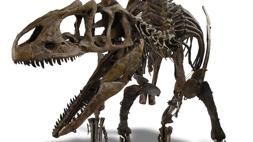 The mounted skeleton of a juvenile Allosaurus.