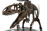 The mounted skeleton of a juvenile Allosaurus.