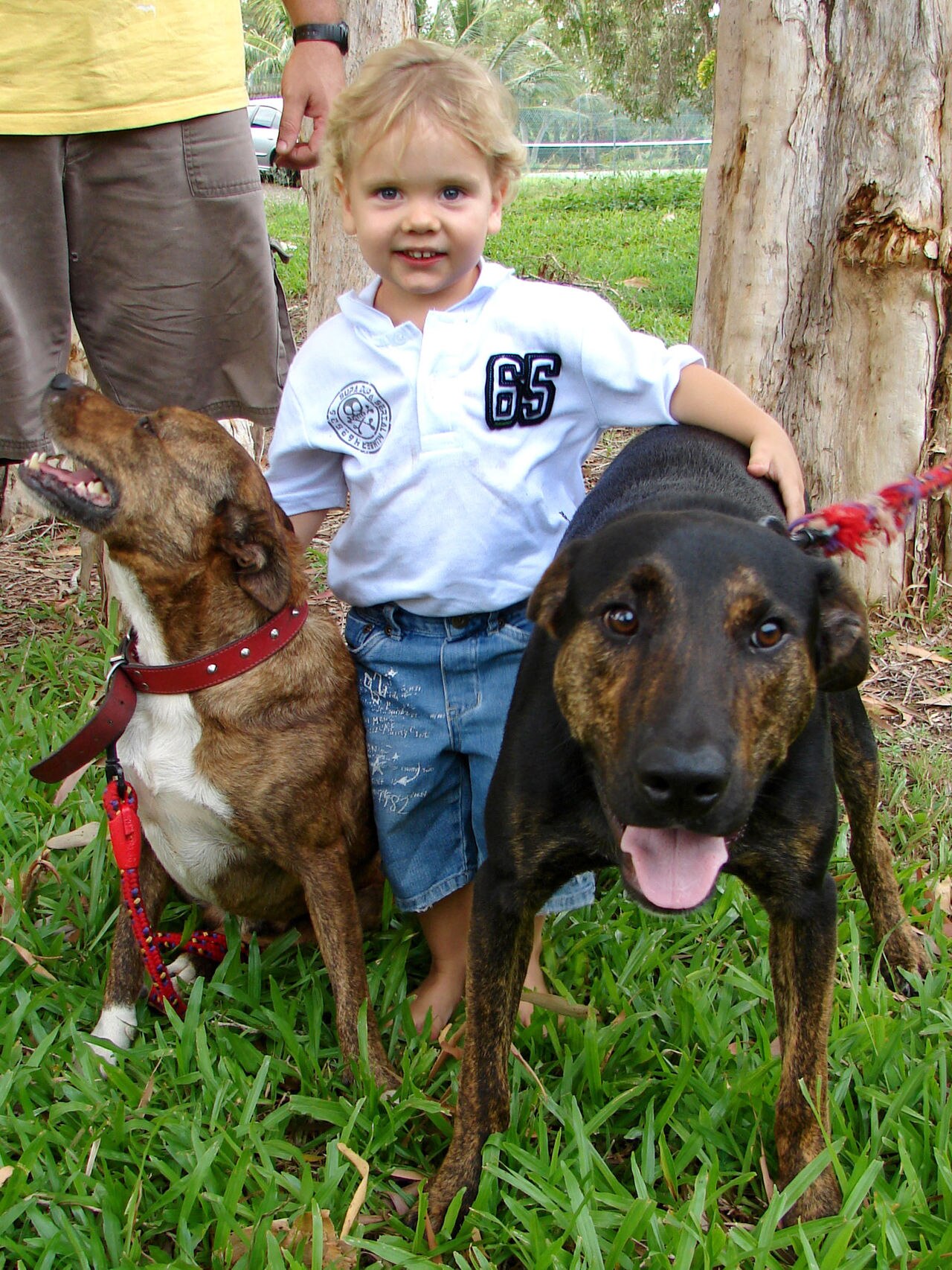 Top Bravery Award For Four legged Hero ABC News