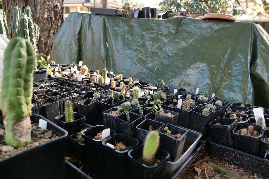 Trays of small cactus in individual small containers outside. A table with tarp behind them.