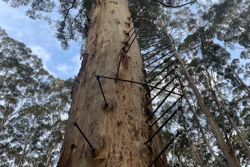 Large tree with pegs closed off by fence and sign