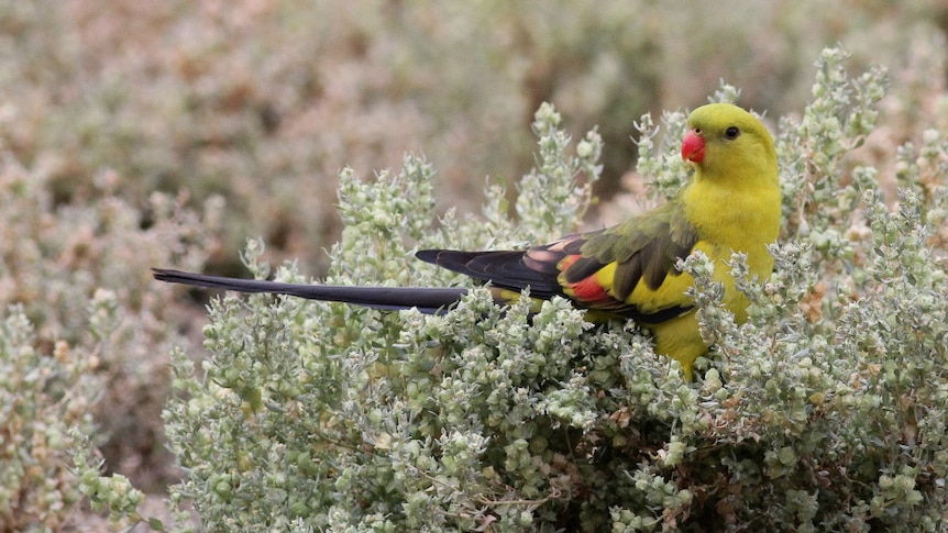 Yellow, green and red coloured bird sits in a shrub