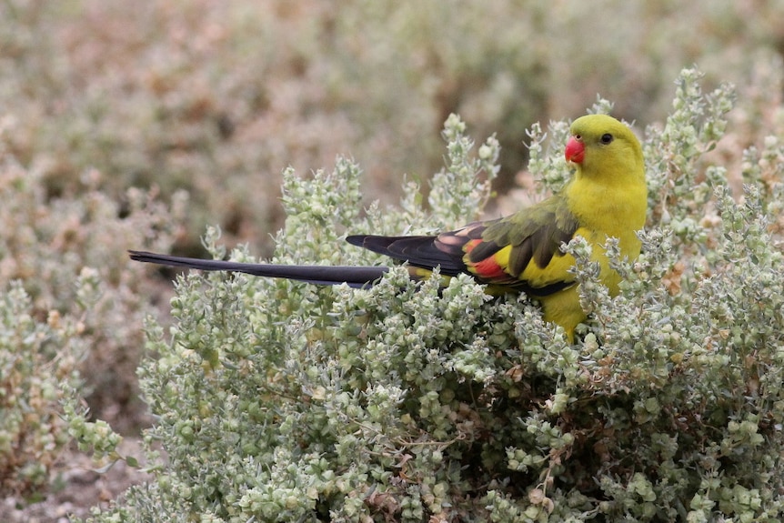 Yellow, green and red coloured bird sits in a shrub