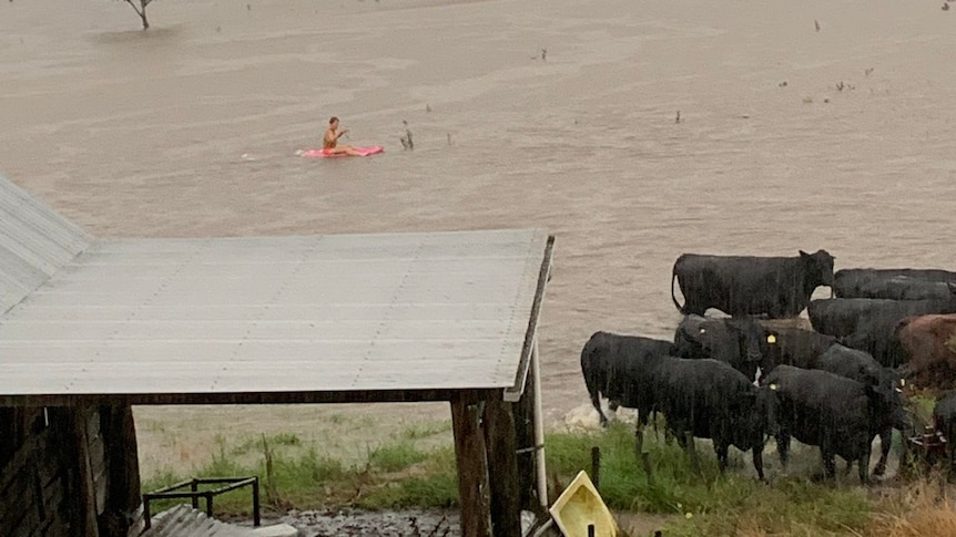 A woman on a kayak paddles near a herd of cattle in floodwater.