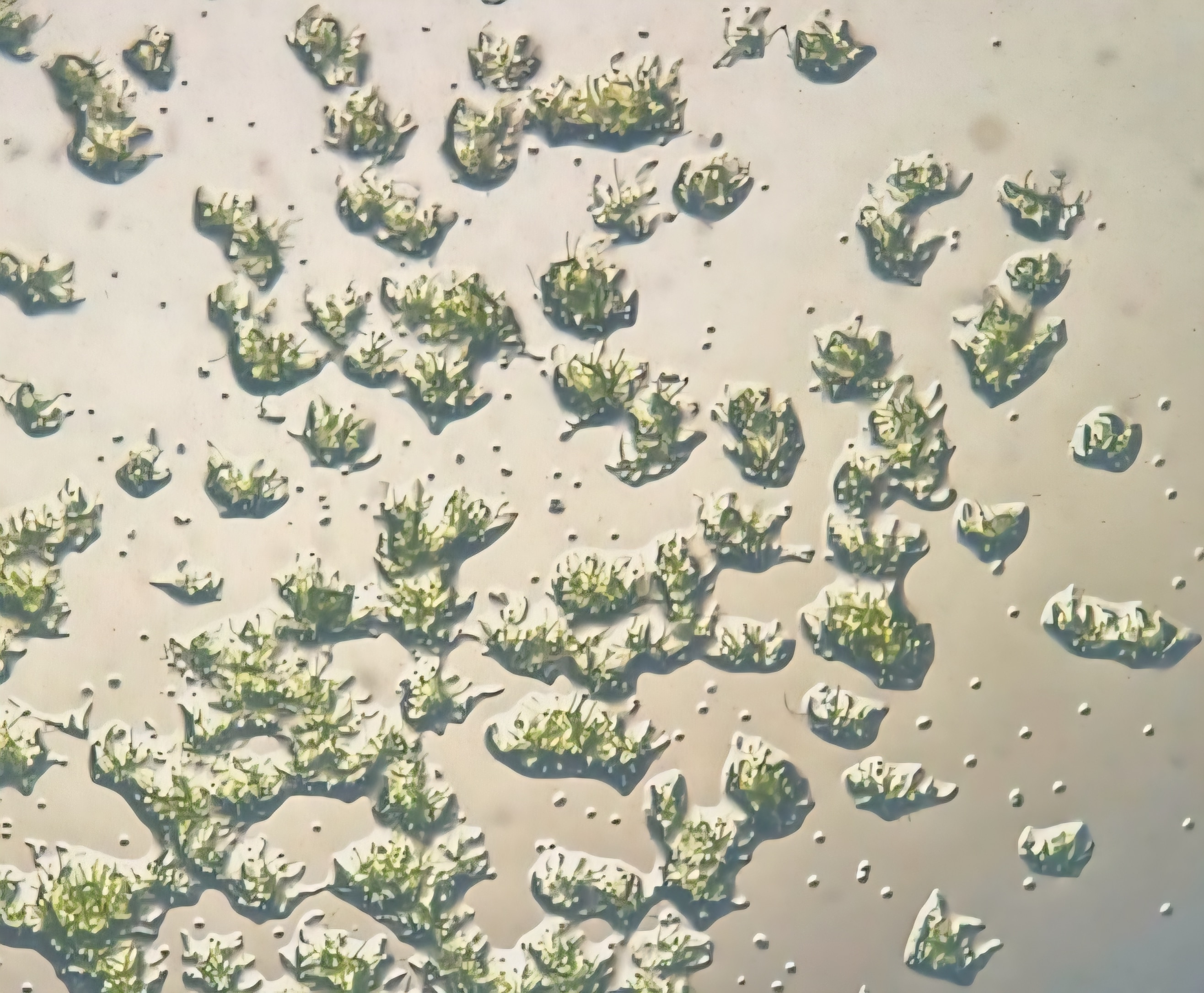 Microscopic view of tens of tiny green leaf-like structures against white glowing background.