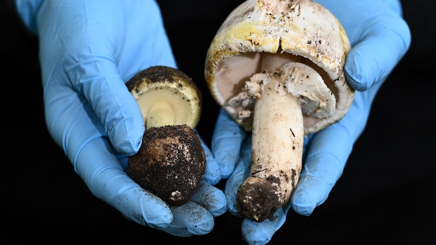 A close-up photo of two mushrooms being held by a research wearing blue rubber gloves.