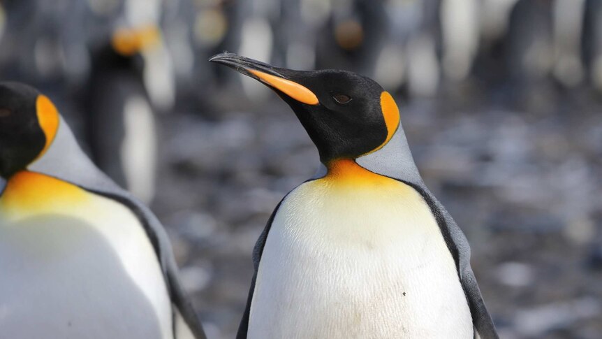 One of Macquarie Island's Kind penguins
