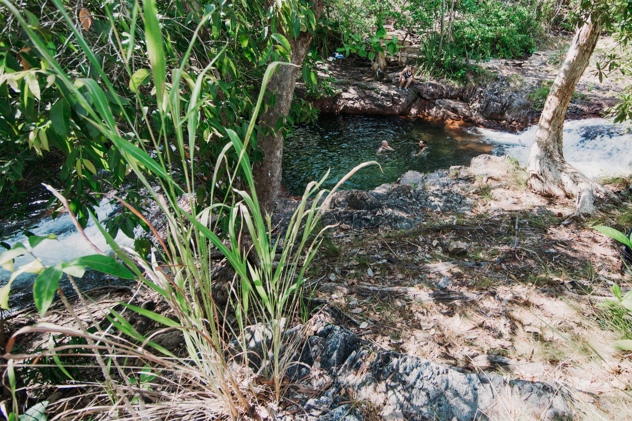 Banhistas nadam em um poço com um tufo de grama em primeiro plano