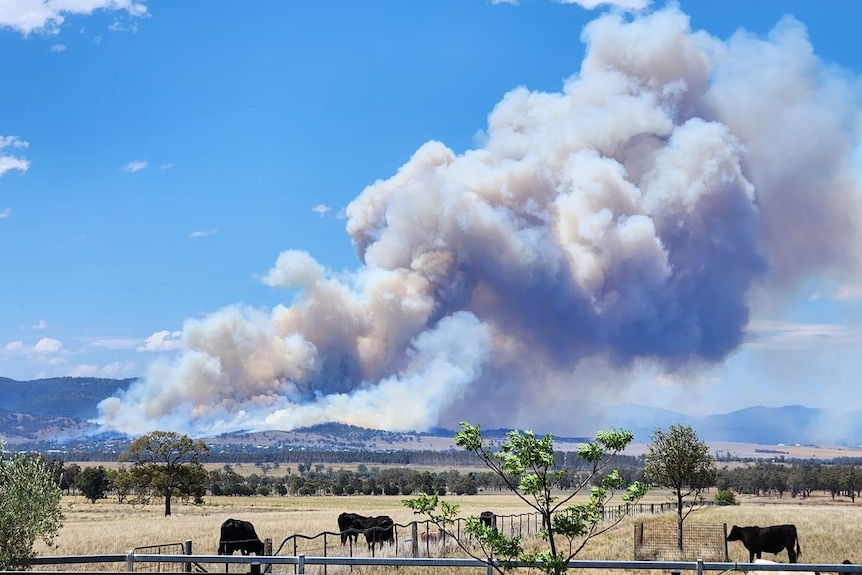 A large fire burning can be seen from a cattle farm on NSW Upper Hunter