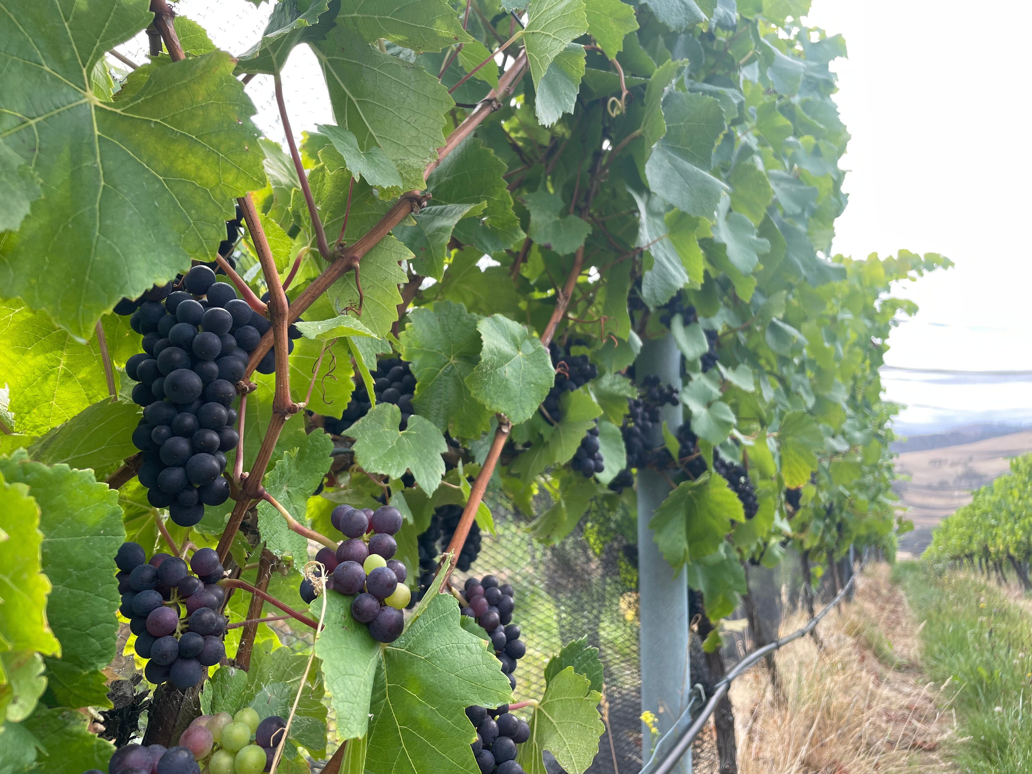 Close-up of grapes on vine, with row of netted grapes vines in background.