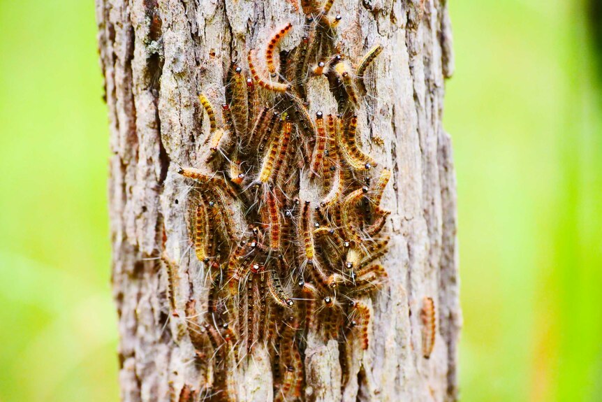 hairy yellow and brown caterpillars swarming on a tree trunk