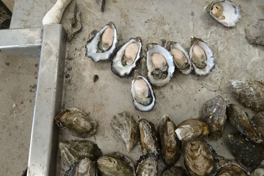 Healthy Pacific Oysters show no sign of POMS