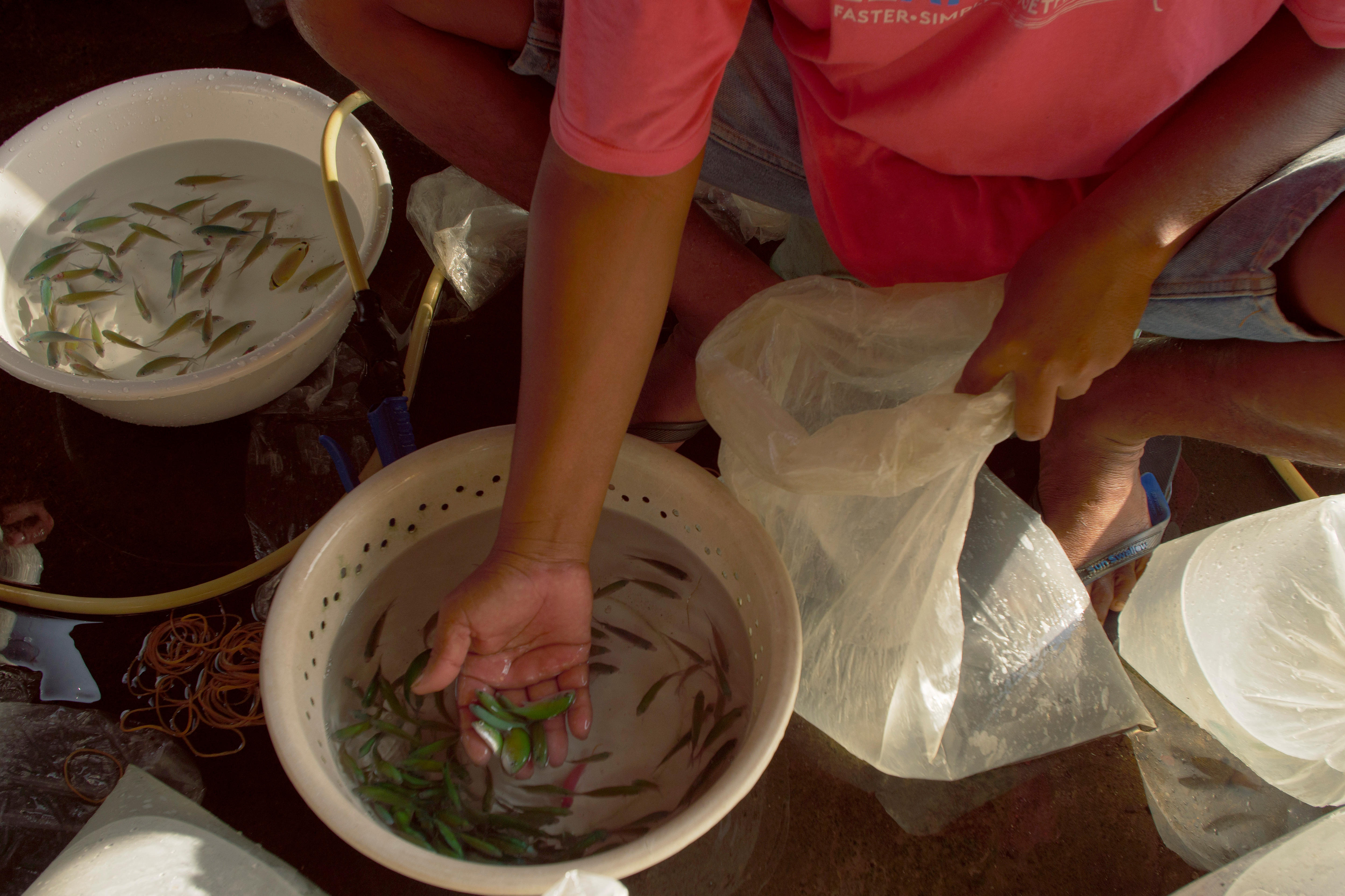 A person uses his hand to lift green fish out of a bucket and into a plastic bag. 