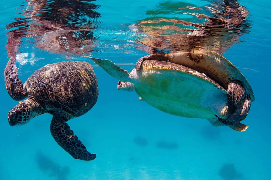 Sea turtles mating underwater.