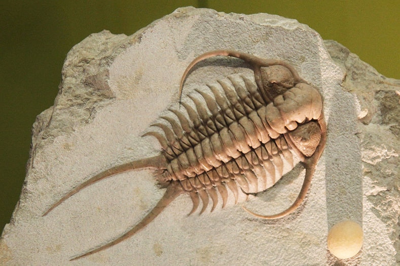 Fossil of a well preserved trilobite with large antenna