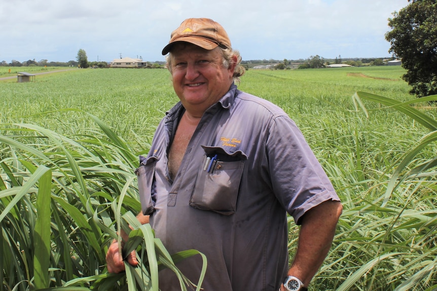 a man wearing a faded blue shirt stands in a vast cane field