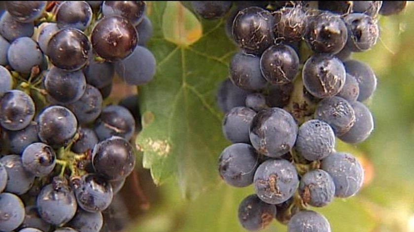 Grapes on a vine