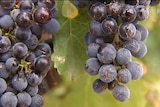 Wine grapes