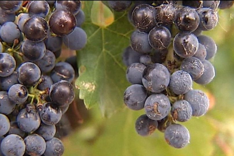 A close up on red grapes hanging on the vine.