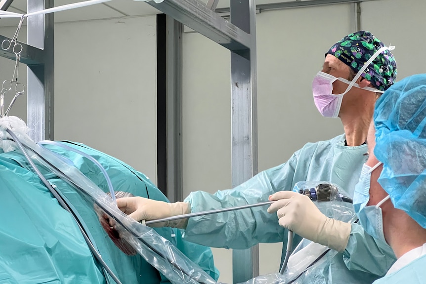 Man in green surgical scrubs, wears a mask, cap, gloves, holds an instrument on a large body under another surgical scrubs.