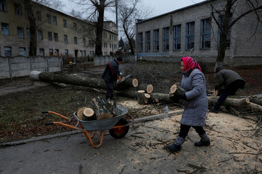 Woman carries wood to wheelbarrow as two men cut up fallen tree.