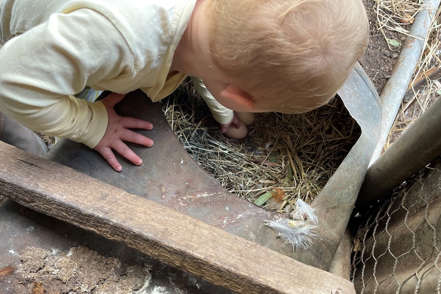 A child collects chicken eggs from a backyard coop.