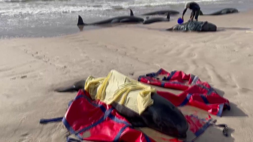 Mass Whale Stranding At Tasmania's Macquarie Harbour - ABC News