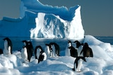 Adelie penguins near Davis Station