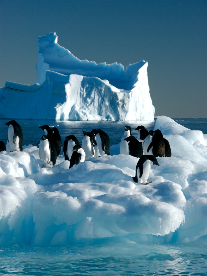 Adelie penguins near Davis Station