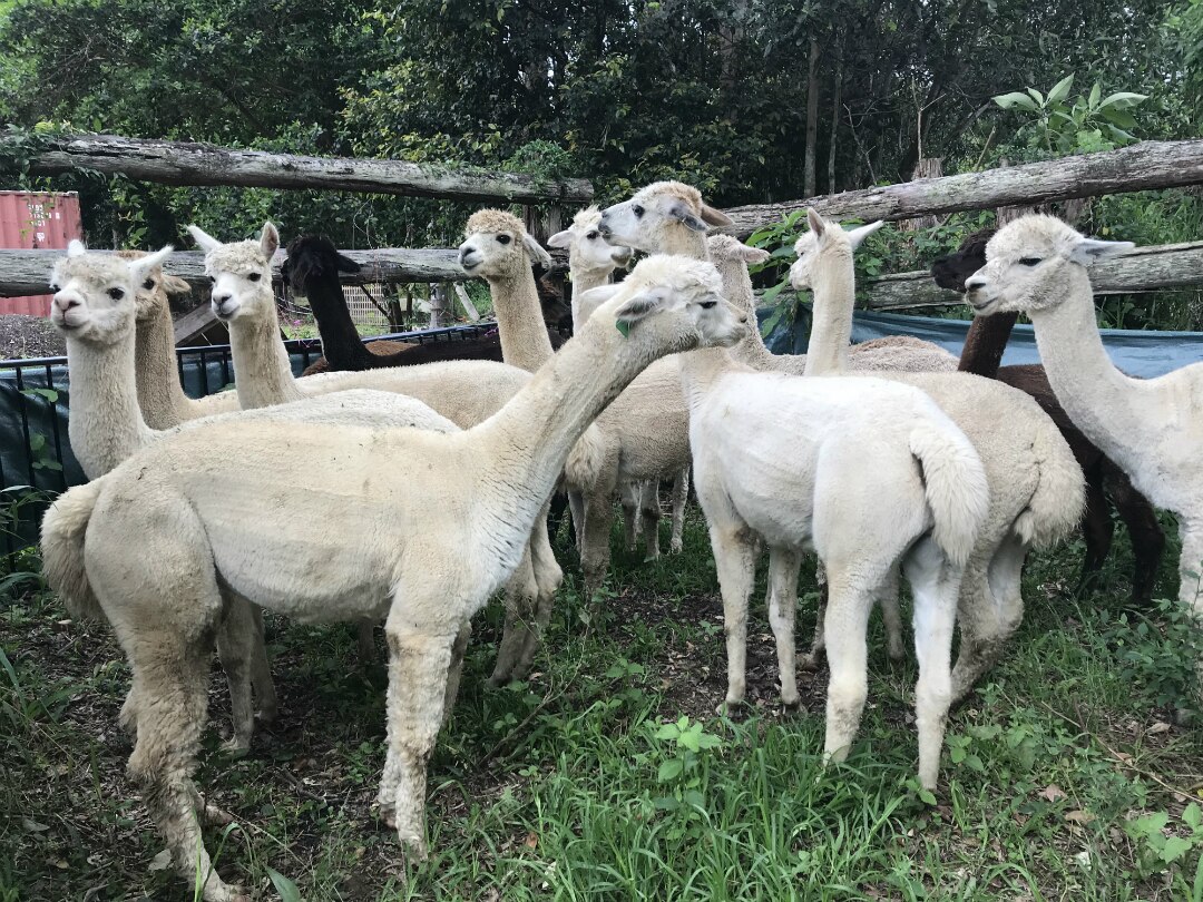 Alpaca industry seeking to double Australian herd numbers within years