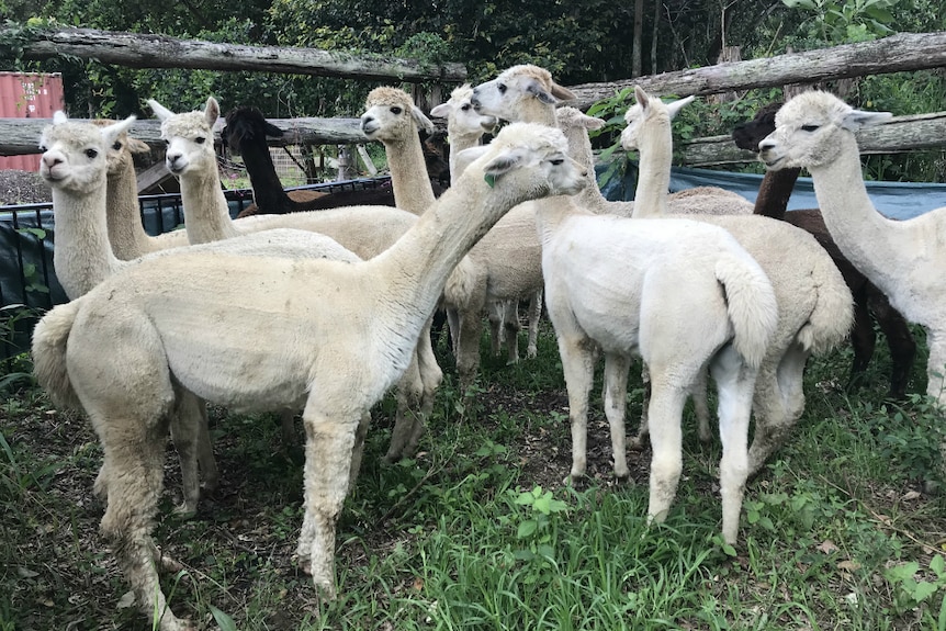 Alpacas standing in a yard.