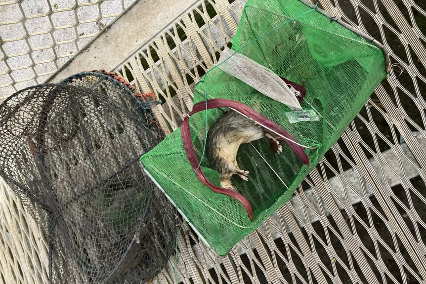 A dead rakali lies on its side inside a green net trap with another net trap to the left on a metal pontoon outside in daylight.