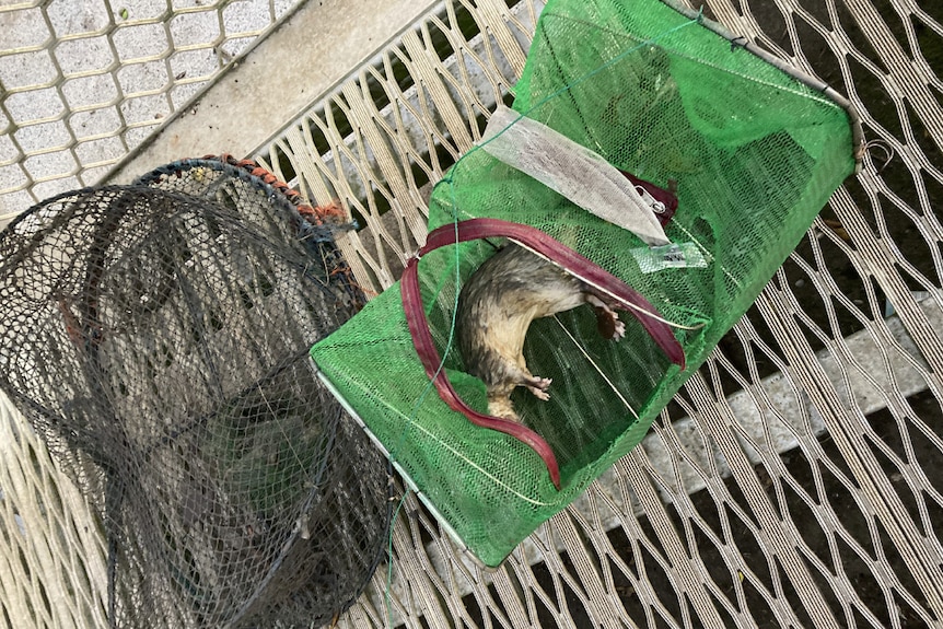 A dead rakali lies on its side inside a green net trap with another net trap to the left on a metal pontoon outside in daylight.