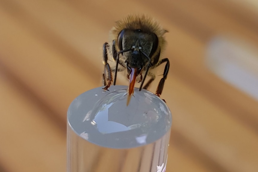 A honey bee sitting on a pole drinking from a drop of fluid