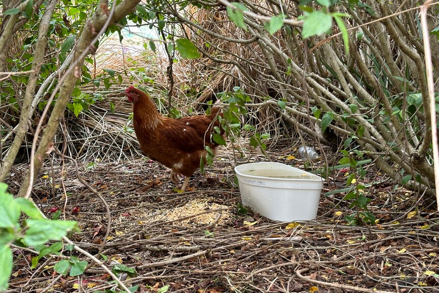 chicken in bushes with tub of water